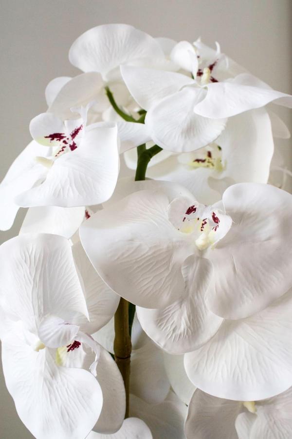 White Orchid Pula 아파트 외부 사진